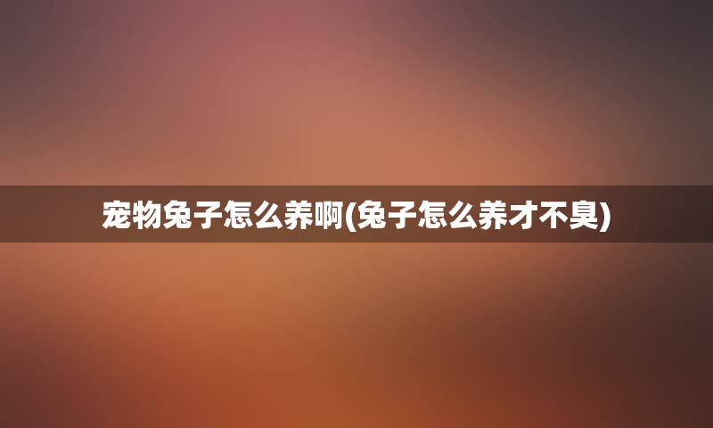 宠物兔子怎么养啊(兔子怎么养才不臭)