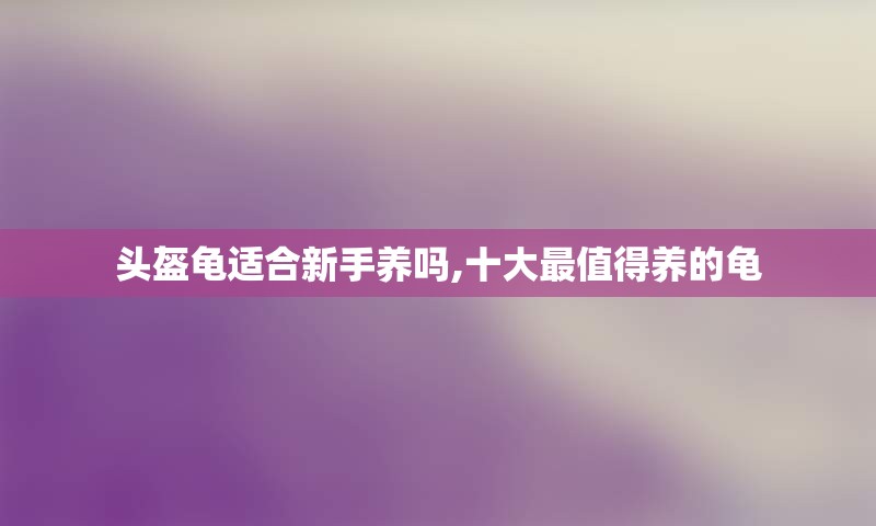 头盔龟适合新手养吗,十大最值得养的龟