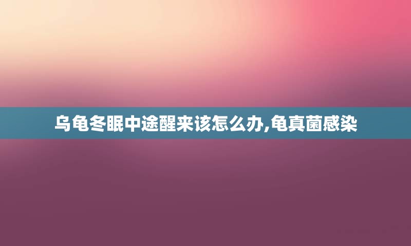乌龟冬眠中途醒来该怎么办,龟真菌感染