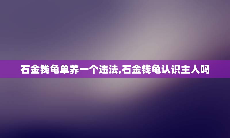 石金钱龟单养一个违法,石金钱龟认识主人吗