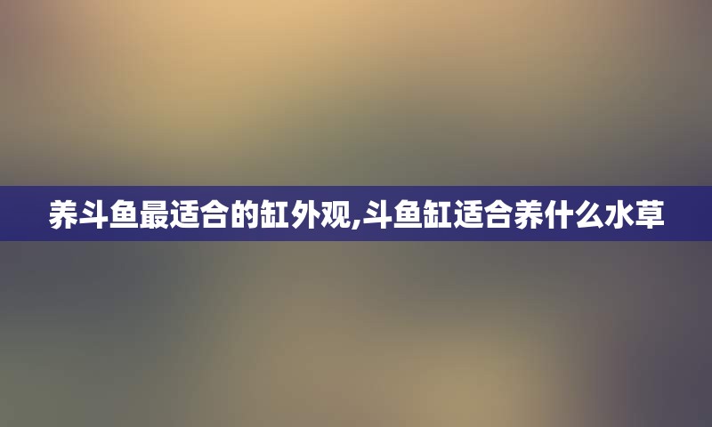 养斗鱼最适合的缸外观,斗鱼缸适合养什么水草