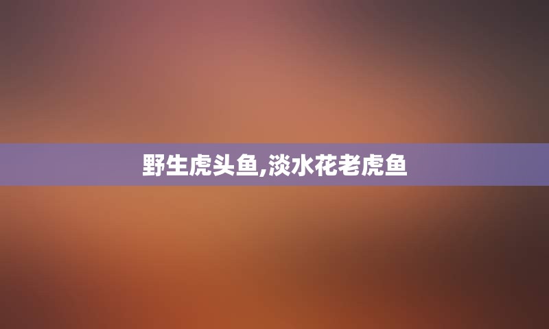 野生虎头鱼,淡水花老虎鱼