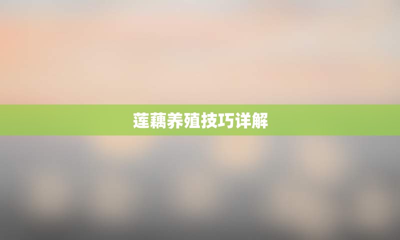 莲藕养殖技巧详解