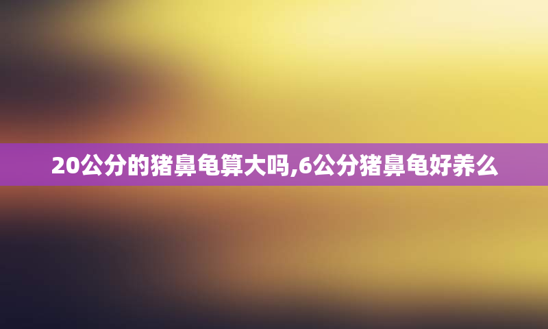20公分的猪鼻龟算大吗,6公分猪鼻龟好养么