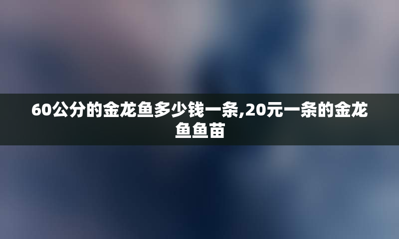 60公分的金龙鱼多少钱一条,20元一条的金龙鱼鱼苗