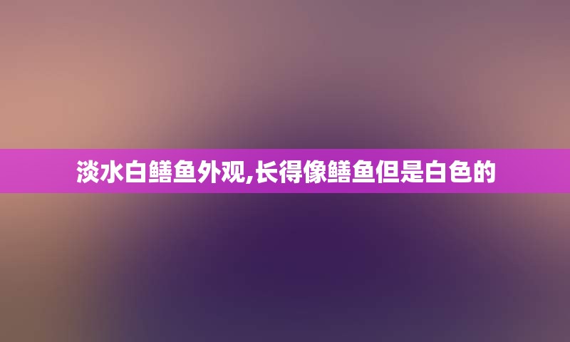 淡水白鳝鱼外观,长得像鳝鱼但是白色的