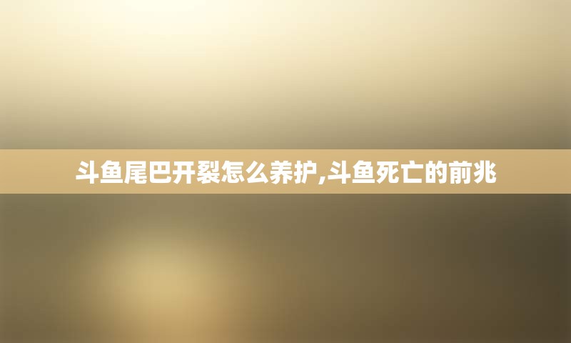 斗鱼尾巴开裂怎么养护,斗鱼死亡的前兆