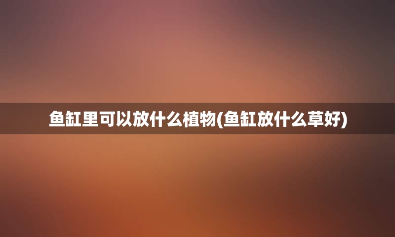 鱼缸里可以放什么植物(鱼缸放什么草好)