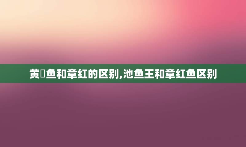 黄鰤鱼和章红的区别,池鱼王和章红鱼区别